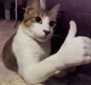 catthumbsup