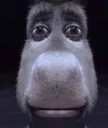 donkeyhuh
