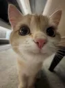 cutecat