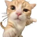 youuukitten