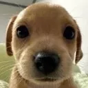 LN_Beagled