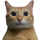 bigcat Discord emoji