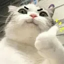 catthumbsup
