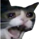 screamcat