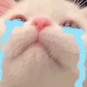 cat_catCry