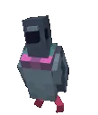 pigeon