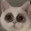NoSleepCat
