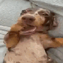 ggluar