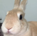 bunny_stare Discord emoji