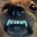 koma koma