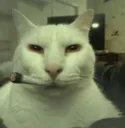 bart