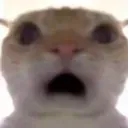 1383932301460902039