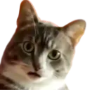 catwtf