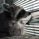 raaaaccc custom emote | 𝙿𝚛𝚎𝚜𝚝𝚒𝚐𝚎 𝙲𝚛𝚎𝚠 ✨