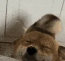 happydog