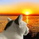 whiskas whiskas