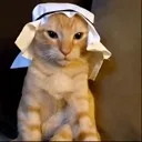 arabcat