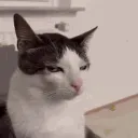 CattoJudge