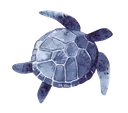 blueturtle
