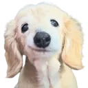 pupSMUG