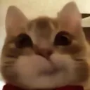 bob