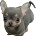 dogsmile