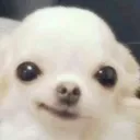 dogsmile