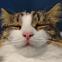content content