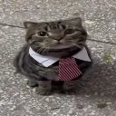 readyforworkcat