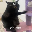 ohohmy