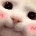 Meow Discord Emoji from AvalonMC