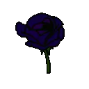 42755violetroseblooming