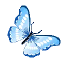 91500bluebutterfly
