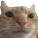 swagcat