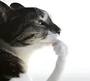 thinkingcat