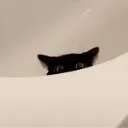 kitty_shy_peekin