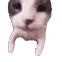 CatKiss