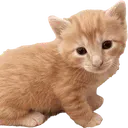 OrangeCar