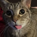 gato Discord Emoji from Mundo dos Animes - Br