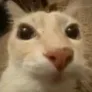 catto