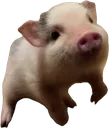 stpork