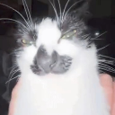 lockedin Discord sticker | NECROPOLIS