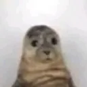 seal