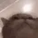 BF_catbopping