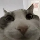 DumbassCat
