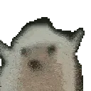 hedgehogjamdancing