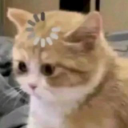 c26b845cee0f2f448c58d58a6368142e custom emote | ✩˚｡⋆Apophenia⋆.ೃ✧