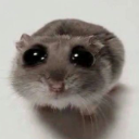 bisexual_hamster Discord Emoji - ✩˚｡⋆Apophenia⋆.ೃ✧