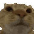 cat_nope