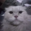 :deja:
